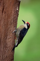 Datel cernolici - Melanerpes pucherani - Black-cheeked Woodpecker o4330